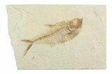 Detailed Fossil Fish (Diplomystus) - Wyoming #369482-1